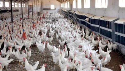 الزراعة السورية تنفي وجود أمراض خطيرة في قطاع الدواجن