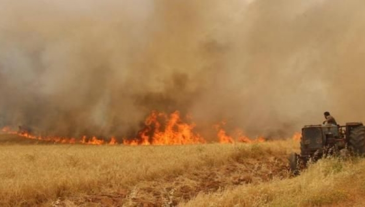 وفاة ستة وإصابة العشرات بحرائق الأراضي الزراعية في الحسكة