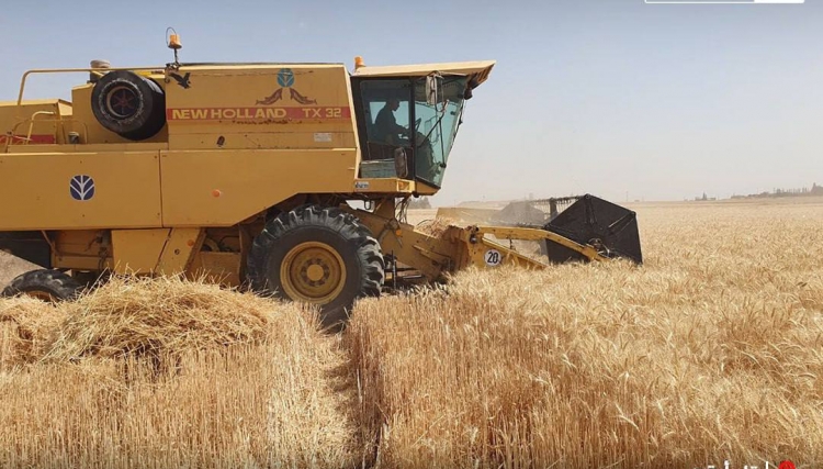 الحكومة السورية المؤقتة تحدد سعر شراء القمح