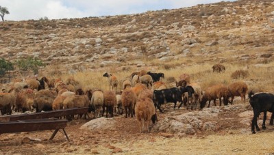 بعد احتجازه..الجيش الإسرائيلي يعيد قطيع ماشية إلى سوريا