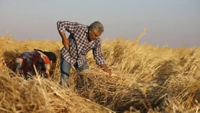 الفاو: الجفاف يهدد بفشل 75 من محصول القمح السوري
