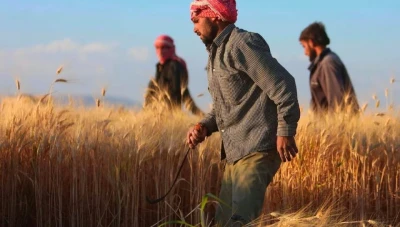 في محافظات محددة..اعتماد صنفين جديدين من القمح في سوريا