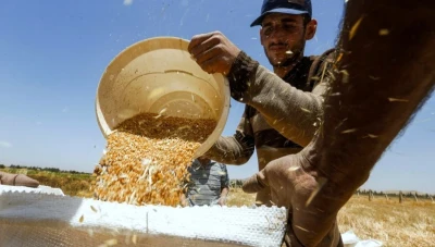 وزارة الزراعة السورية تعتمد صنفين جديدين من القمح القاسي عاليي الإنتاجية