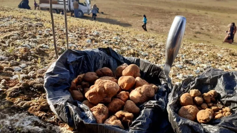 البادية..و...