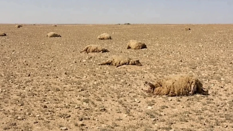 بادية حمص....