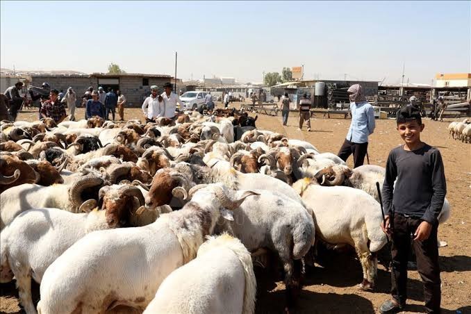 بإشراف "الدفاع الوطني" .. تُهرب المواشي من سوريا إلى العراق