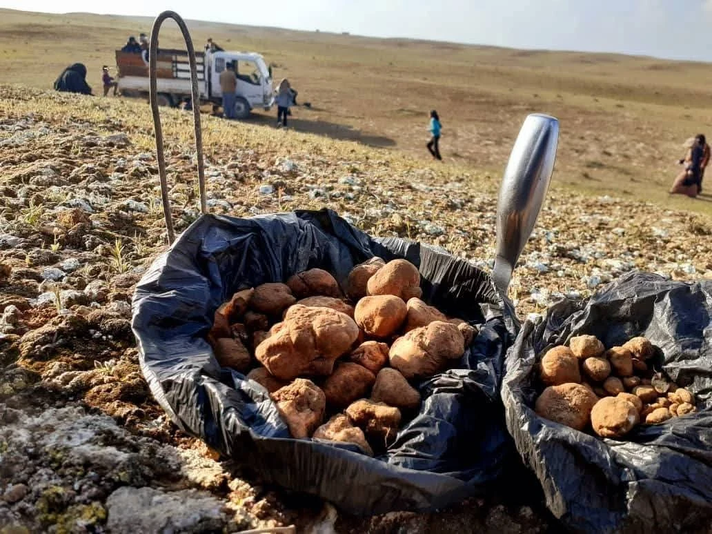 البادية..وزارة الطوارئ تحذر من مخاطر الألغام خلال موسم الكمأة