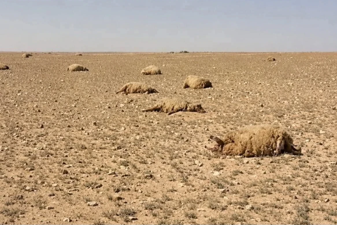 بادية حمص..نفوق مئات رؤوس الأغنام بسبب عشبة سامة