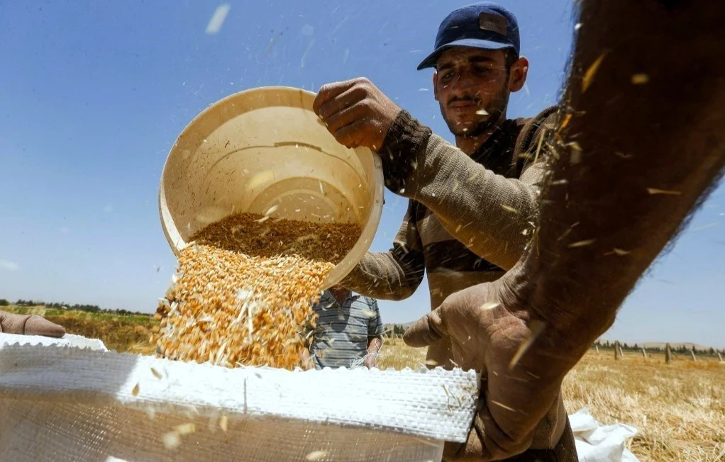 وزارة الزراعة السورية تعتمد صنفين جديدين من القمح القاسي عاليي الإنتاجية