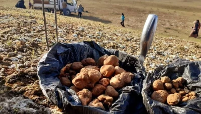 البادية..وزارة الطوارئ تحذر من مخاطر الألغام خلال موسم الكمأة