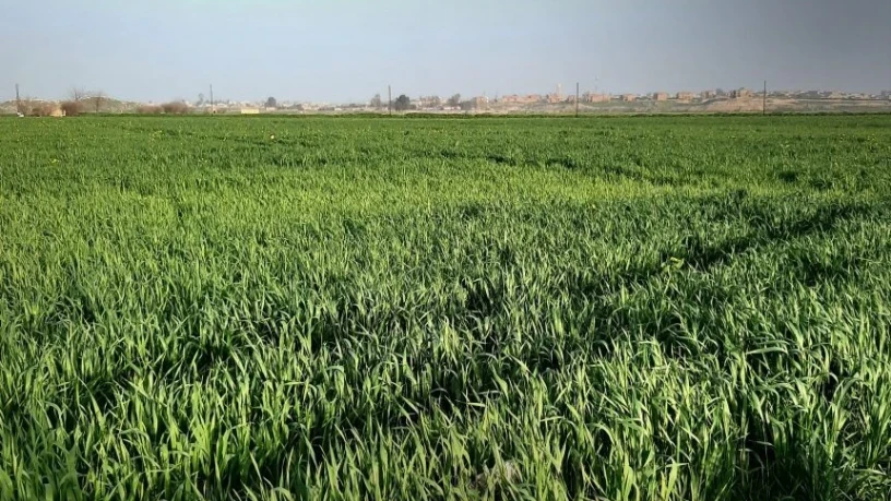 زراعة الحس...