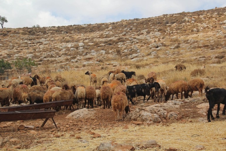 بعد احتجازه..الجيش الإسرائيلي يعيد قطيع ماشية إلى سوريا